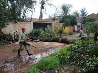 Bombeiros cortam e removem árvore no bairro Oliveira I (Foto: Paulo Francis)