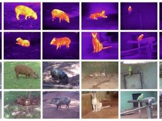 Pesquisador utiliza imagens t&eacute;rmicas para identificar animais do Pantanal