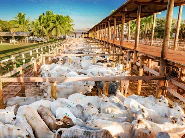 Evento ter&aacute; debate sobre manejo e setor agropecu&aacute;rio em MS
