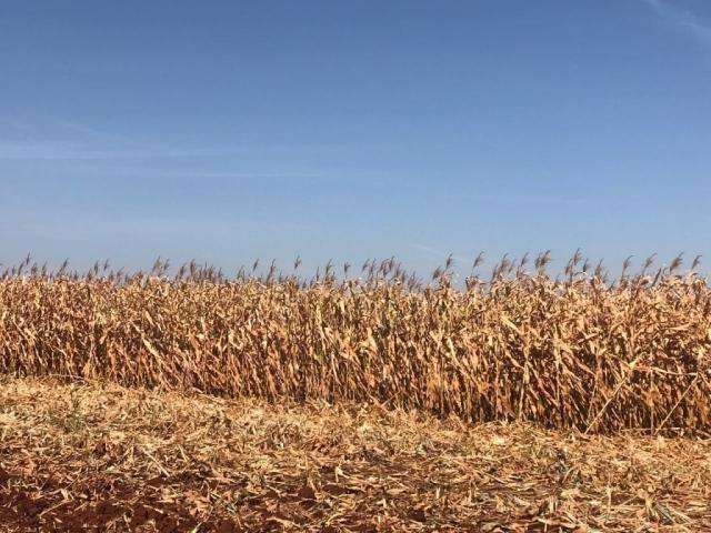 Colheita do milho avan&ccedil;a e chega aos 50% em munic&iacute;pios do norte 