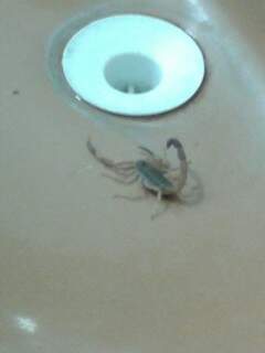 Escorpião foi encontrado em banheiro de residência. (Foto: Direto das Ruas)