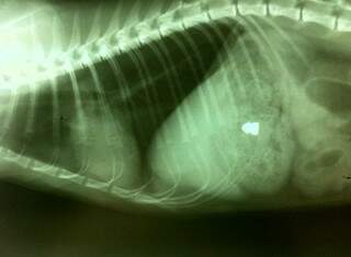 Raio-x mostra bala alojada no corpo de gato vítima (Foto: Divulgação)