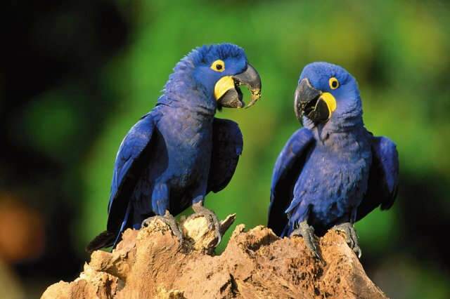  Evento internacional para observadores de aves acontece em Miranda em mar&ccedil;o