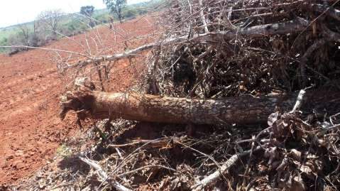 Pecuarista é multado em R$ 93 mil por desmatamento e exploração de madeira