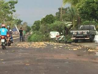 Árvores caíram em diversos pontos da cidade; prejuízos estão sendo calculados (Foto: Paulo Rogério)