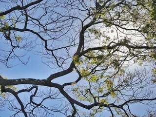 Céu claro e com poucas nuvens nesta tarde em Campo Grande (Foto:? Fernando Antunes)