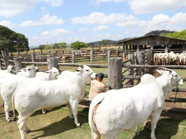 Antes de assinar declara&ccedil;&atilde;o, ministros tomam caf&eacute; pantaneiro e fazem trilha