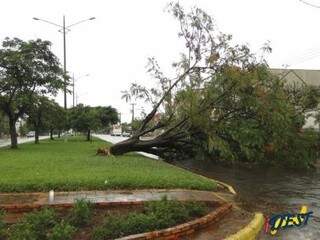 Árvore cai em avenida de São Gabriel do Oeste (Foto; Idest/ Dayane Amaral)