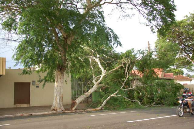  Temporal em Campo Grande derruba &aacute;rvores, postes e fios de energia