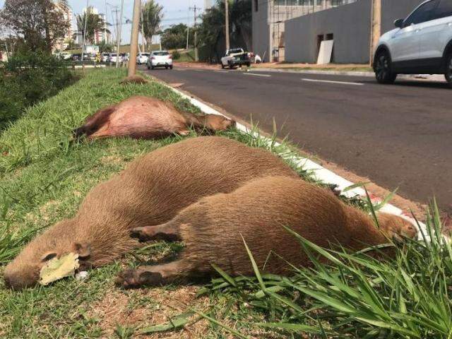 VÍDEO explica por que capivaras de Mato Grosso do Sul se acham demais