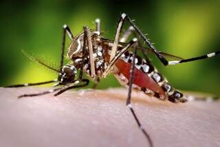 Mosquito Aedes aegypti, que transmitiu a doença para 58 mil em Mato Grosso do Sul (Foto: Sanofi Pasteur/Divulgação)