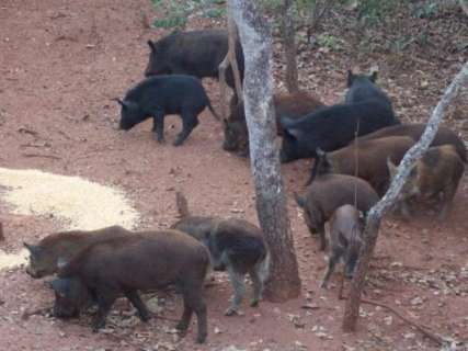 Caça de javalis fica mais burocrática, mas reúne dados sobre os animais