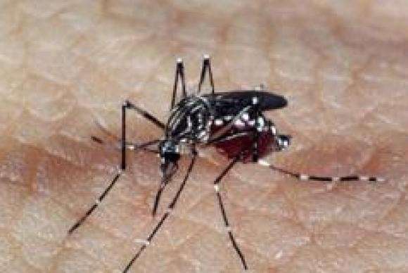 Imunidade adquirida pelo v&iacute;rus da dengue pode proteger contra o da zika