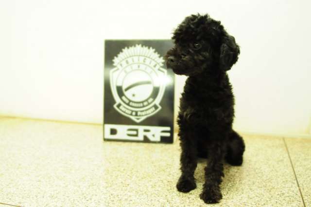 O reencontro com Mel, a poodle que foi roubada junto com TV e celulares