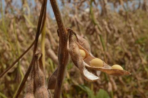 Colheita da soja chega a 99% e termina em 44 municípios de MS
