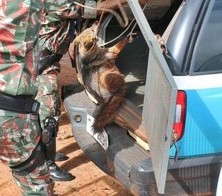 Cachorro foi resgatado pela PMA (Foto: Sidrolândia News)