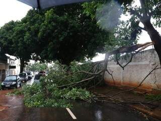 Galhos quebraram e interditaram trecho de rua na Vila Alba (Foto: Paulo Francis)