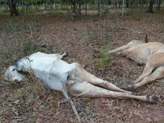 Dois animais mortos em propriedade rural (Foto: PMA/Divulgação)