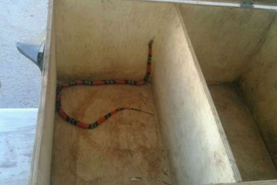 Coral falsa com um metro &eacute; capturada em resid&ecirc;ncia