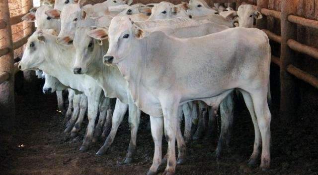 Polo importador de carne bovina, Chile classifica MS como &aacute;rea livre de aftosa 