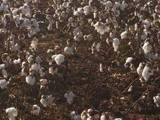 Alguns capulhos de algodão ainda estão fechados por causa do frio (Foto: Ampasul)