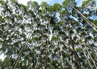 A área destinada ao plantio de eucalipto cresceu 566% em oito anos. (Foto: Famasul)