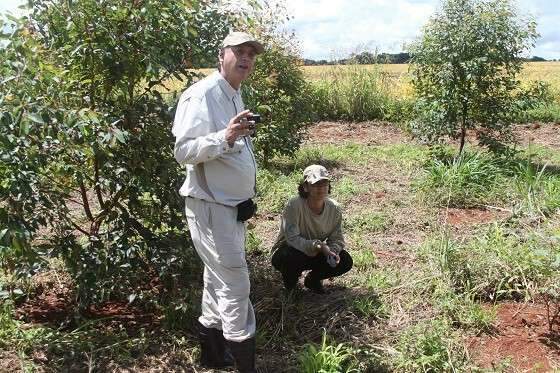 Em 4 anos, projeto planta 10,5 mil &aacute;rvores no Cerrado