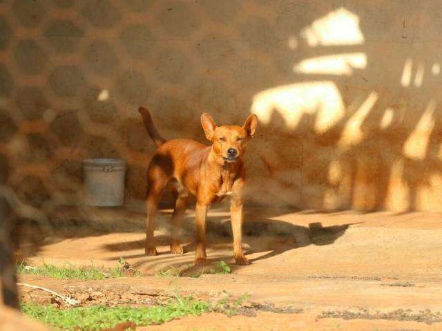 Governo federal sanciona lei que controla natalidade de c&atilde;es e gatos