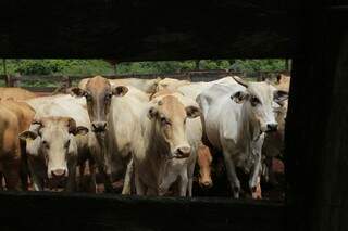 Os produtores da região do Pantanal que optaram pela vacinação em novembro, devem imunizar os animais de mamando a caducando. Já na região do Planalto, o rebanho de bovinos e bubalinos devem ser vacinados de 0 a 24 meses. (Foto: Gerson Walber)
