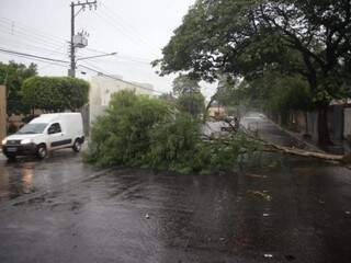 Árvore caída na Rua Albert Sabin perto da praça Elias Gadia (Foto: Paulo Francis)