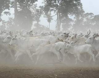 Corumbá é um dos três municípios do Brasil com maior número de cabeças de gado (Foto: Embrapa Pantanal)