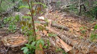 PMA encontrou 18 árvores de madeira de lei derrubadas. (Foto: Divulgação)