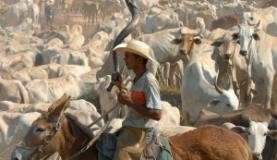 Agricultura aprova plano para acabar com vacina&ccedil;&atilde;o contra aftosa at&eacute; 2026