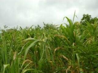 Safra de milho teve perdas por causa da estiagem e da geada. (Foto: Amambai Notícias)