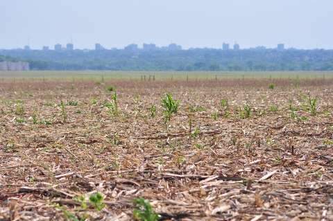 Sol castiga lavouras de soja e falta de chuva deixa produtores apavorados