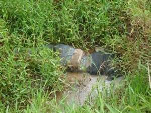 Homem desaparecido &eacute; encontrado morto e com a cabe&ccedil;a decepada