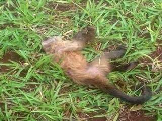 Macaco encontrado morto em fazenda no interior de MS (Foto: Maracaju Speed)