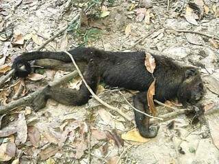 Macaco encontrado morto na zona rural de Aparecida do Taboado (Foto: Secretaria de Saúde de Aparecida do Taboado/ Divulgação)