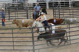 Competição de apartação de gado será atração em dezembro no Parque Laucídio Coelho, em Campo Grande (Foto: Divulgação)