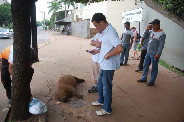  Capivara morre atropelada na Avenida Afonso Pena