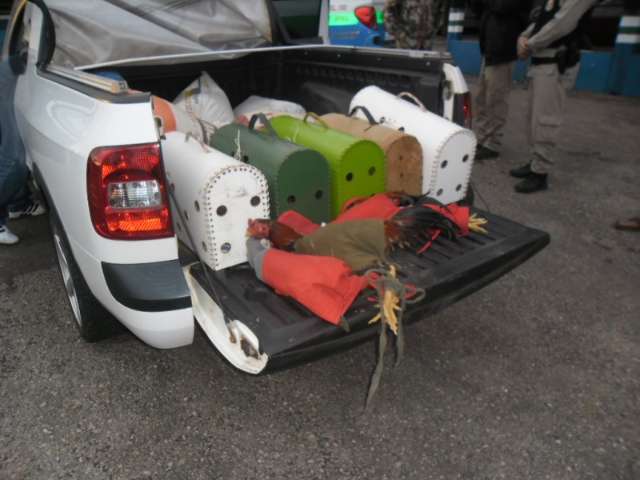 Morador da Capital &eacute; multado em R$ 14 mil por transporte de galos de briga