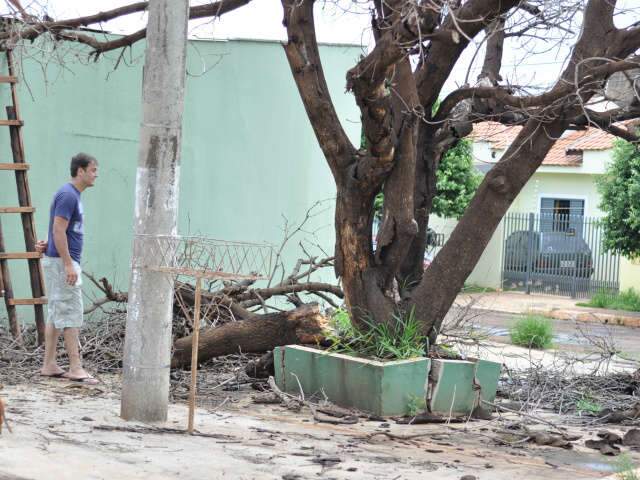  &Aacute;rvore cai em telhado e moradora reclama que h&aacute; 15 dias pedia provid&ecirc;ncias