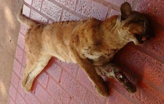 PMA recolhe on&ccedil;a-parda encontrada morta na BR-262 para taxidermia 