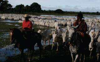 A vacinação começou no dia 1° de abril na região da fronteira e terá início nesta segunda-feira na zona de planalto e no Pantanal. (Foto: Divulgação/ Notícias MS)