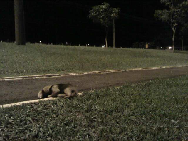  Tamandu&aacute; morre atropelado em frente a centro de reabilita&ccedil;&atilde;o de animais