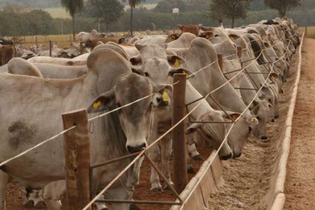 Pre&ccedil;o de ra&ccedil;&atilde;o e seca reduziram rebanho nacional em 2012