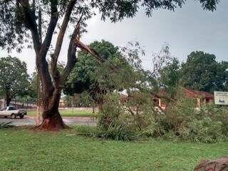 Galhos grandes caíram além de nove árvores. (Foto: Sandro Cavalcante/ Defesa Civil)