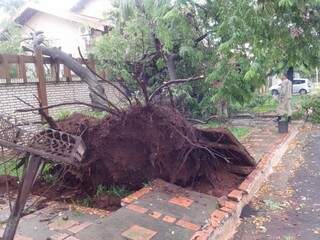 Chuva forte derruba &aacute;rvore em muro de casa no Miguel Couto 