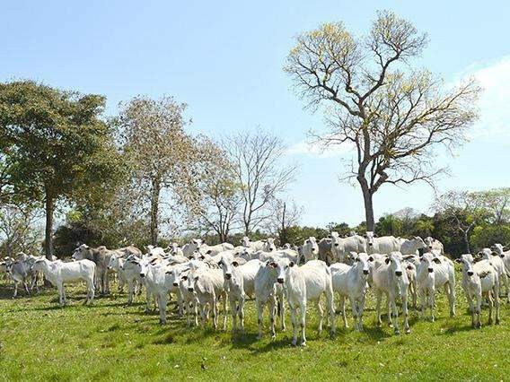 Pre&ccedil;o do arroba do boi gordo recua 2,6% no m&ecirc;s e &eacute; cotado a R$ 133,43
