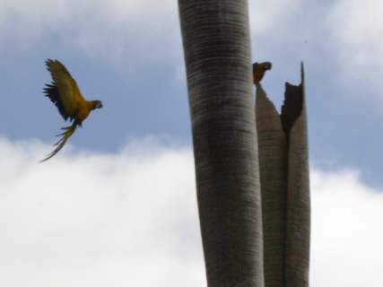  Instituto Arara Azul inicia trabalho de monitoramento de ninhos
